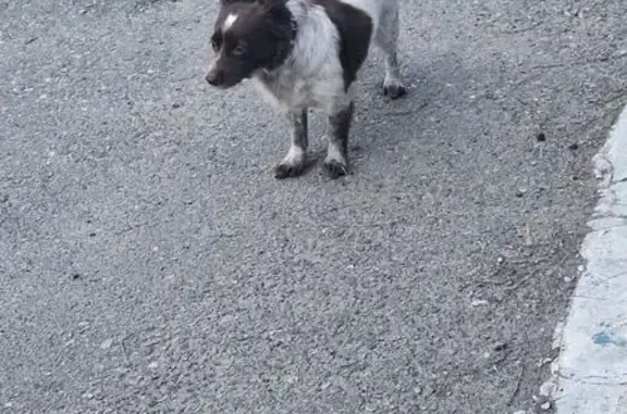 Собака найдена на Маклакова 21, Мурманск