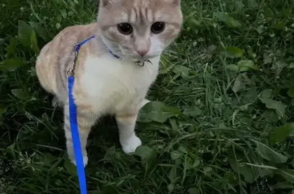 Пропала рыжая кошка, Нойбранденбургская 1