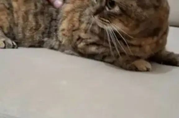 Кошка найдена: ул. Нормандия-Неман, 1