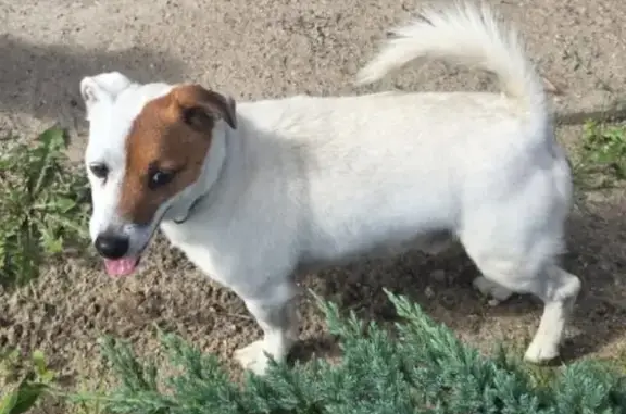 Найдена собака, Калининградская область, фото: Собака найдена на Приморском полукольце