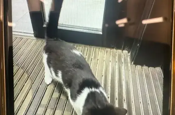 Кошка найдена: ул. Карла Маркса, 304А