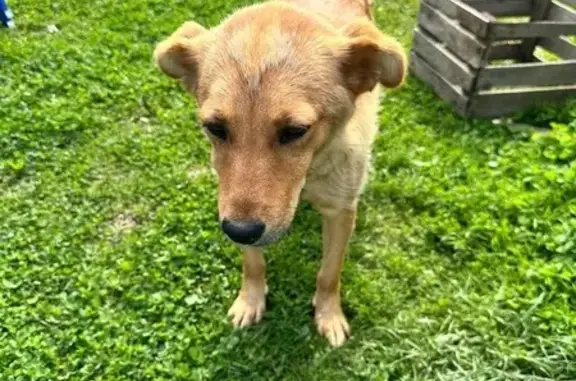 Найдена собака, Владимирская область, фото: Потерялась собака в с. Цибеево, Суздальский р-н