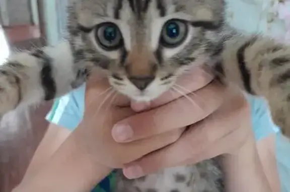 Кошки потеряшки, Тамбов, фото: Потеряшка кошка, Эскадронная ул., 4, Тамбов