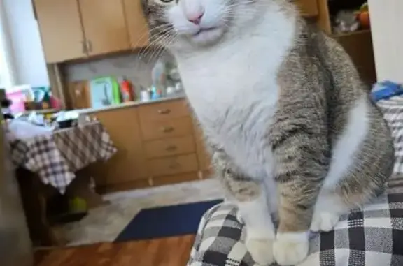 Кошки потеряшки, Армавир, фото: Потеряшка кошка, ул. Кирова, Армавир