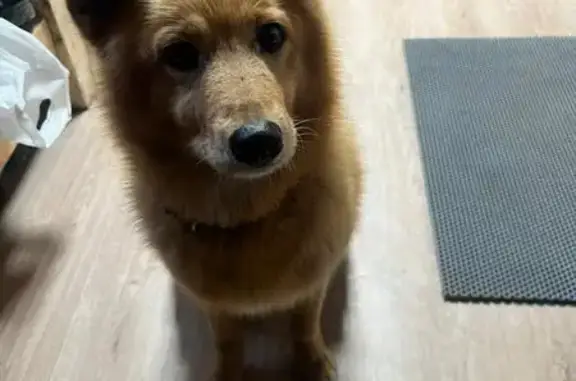 Собака найдена в Туломе, Мурманская обл.