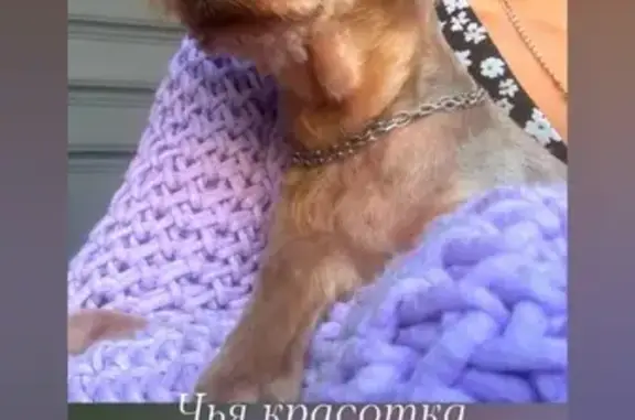 Найдена собака, Псков, фото: Йорк найден на ул. Металлистов, Псков