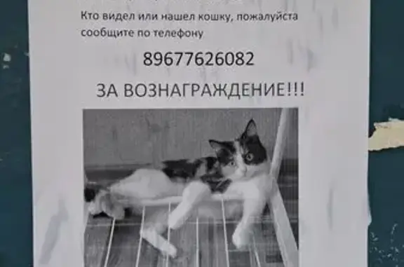 Кошки потеряшки, Самара, фото: Потеряшка кошка, ул. Гагарина, 23, Самара