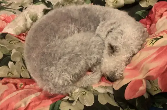 Собаки потеряшки, Дятлово, фото: Потеряшка собака в районе 41К-086, Дятлово