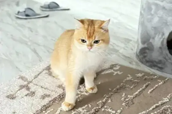 Пропала кошка, Спортивная ул., Сновицы