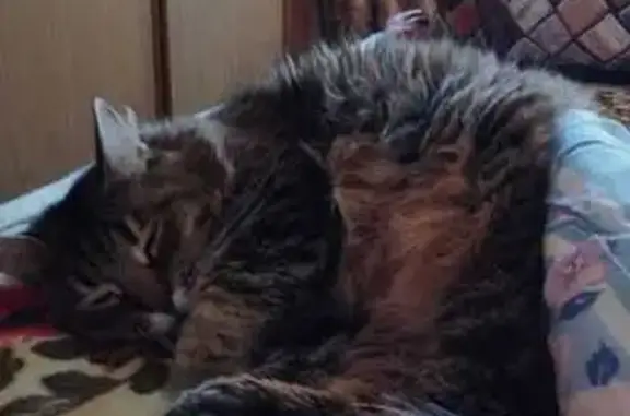 Пропала кошка, Комсомольская 12, Унеча