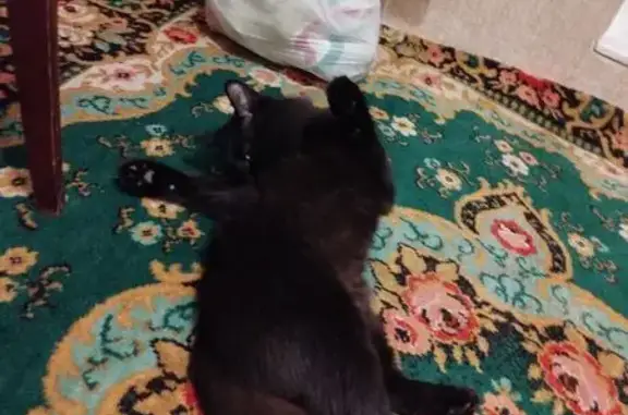 Кошка найдена: бульвар Юности, 21, Белгород