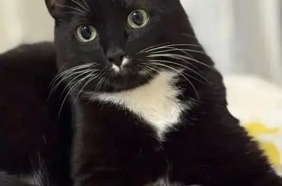 Пропала кошка, ул. Сахарова, 5, Дубна