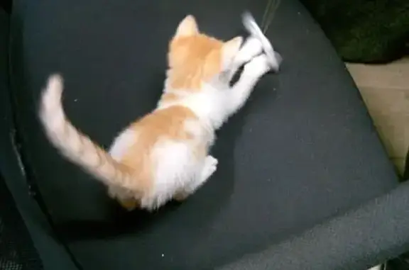 Пропала кошка, Университетская 56, Донецк