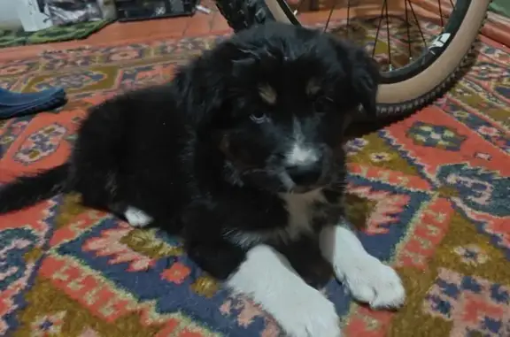 Собака найдена: ул. Некрасова, 11, Камышин