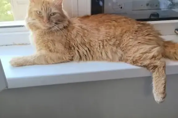 Пропала кошка, Солнечная ул. 23, Ольгинка