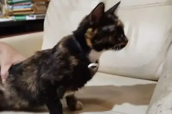 Найдена кошка, Серпухов, фото: Кошка найдена: Полевая ул., 65, Серпухов