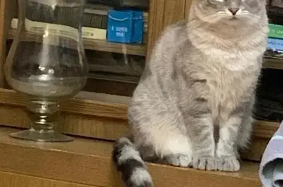 Пропала кошка, Токсово