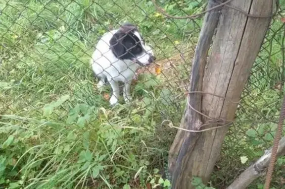 Найдена собака, , фото: Собака найдена: Кутузовская 68, Тарутино