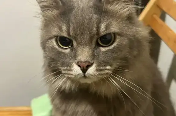 Найдена кошка, Владимир, фото: Найдена кошка, ул. Безыменского, 7, Владимир