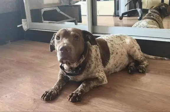 Собака найдена, ул. Трубилина 34, Краснодар