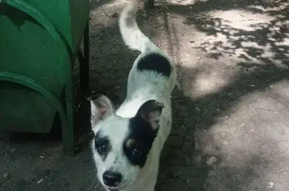 Ставрополь: найдена собака на тропе здоровья