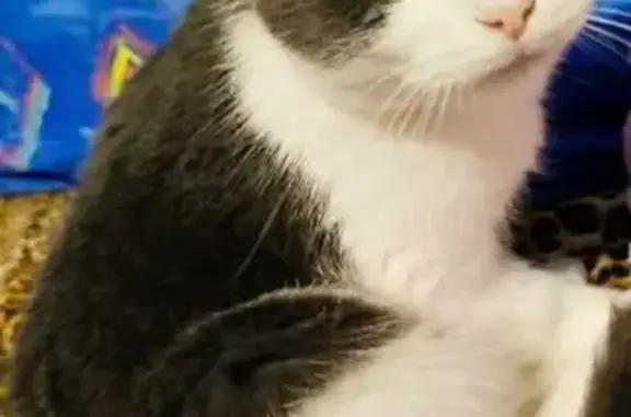 Кошки потеряшки, Верхнеармянское Лоо, фото: Потеряшка кошка, Знойный пер., 3, Лоо