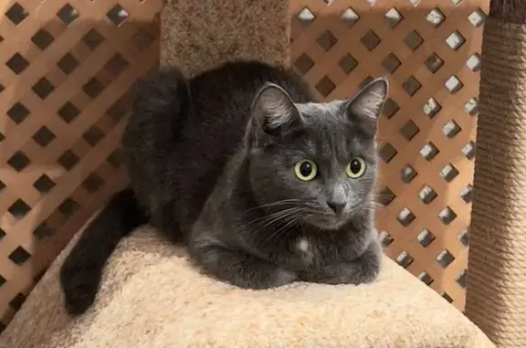 Кошки потеряшки, Красноярск, фото: Потеряшка кошка, Ферганская ул. 4, Крск