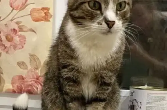 Кошки потеряшки, Ушаковское, фото: Потеряшка кошка, ул. Мечтателей