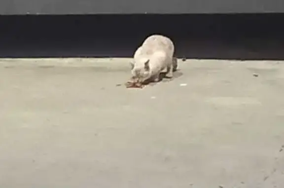 Найдена кошка, Красноярск, фото: Кошка под домом, Краснодарская 8, Красноярск