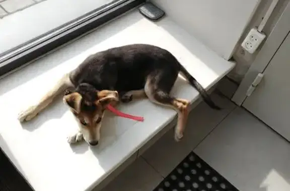 Найдена собака, ул. Весны 34, Красноярск