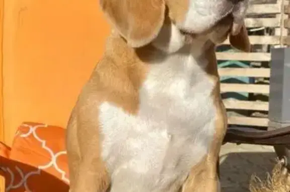 Собаки потеряшки, Кемеровская область, фото: Потеряшка собака в Шевели, Кемеровская обл.