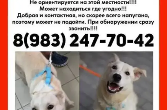 Пропала собака, Радищева 26, Иркутск