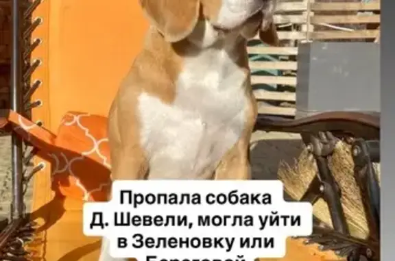 Пропала собака, Шевели, Кемеровская обл.