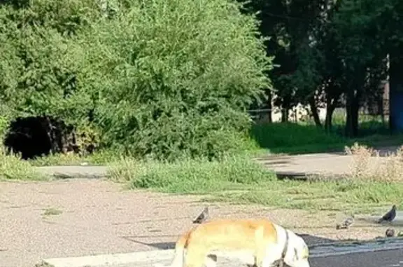 Собака найдена на ПТУ 41, Заречная, Оренбург