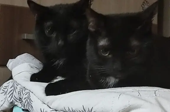 Кошки потеряшки, Пермский край, фото: Потеряшка кошка, Пермский край