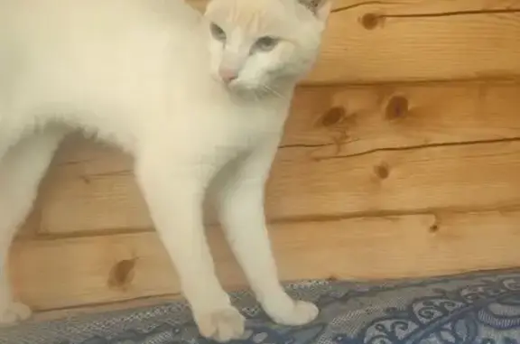 Найдена кошка, Пермский край, фото: Найдена кошка в СНТ, Пермский край