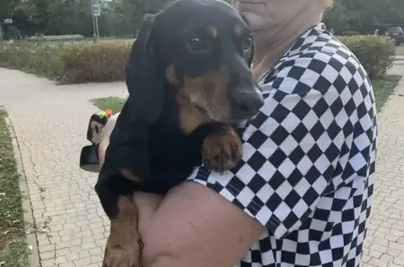 Собака найдена: Бульварное Кольцо, 18