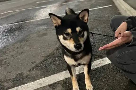 Собака найдена, ул. Бутина, Чита