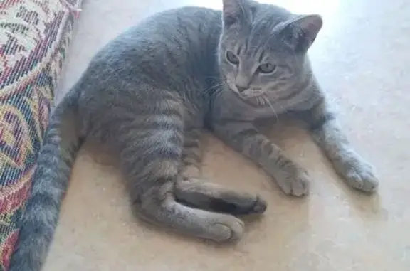 Найдена кошка, Шелехов, фото: Найдена серая кошка, Шелехов, 5