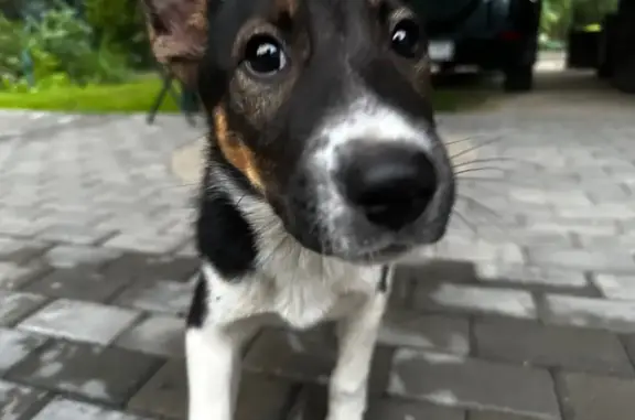 Найдена собака, муниципальный округ Шатура, фото: Собака найдена: Московская область