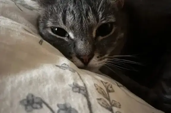 Пропала кошка, Ладожская ул. 146, Пенза