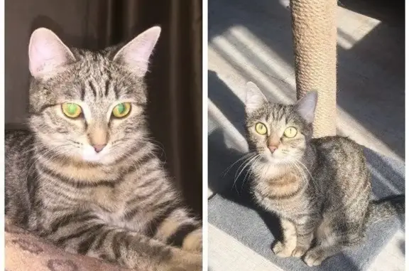 Кошки потеряшки, Новосибирская область, фото: Потеряшка кошка, Кудряшовский сельсовет