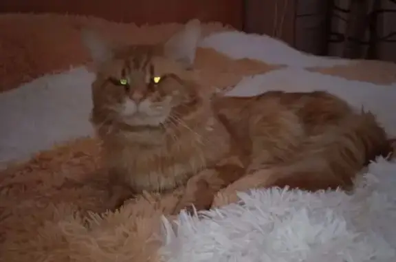 Пропала рыжая кошка, Победы 3, Норильск