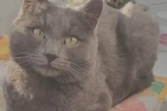 Кошки потеряшки, Петровск-Забайкальский, фото: Потеряшка кошка, Краснонабережная, Петровск