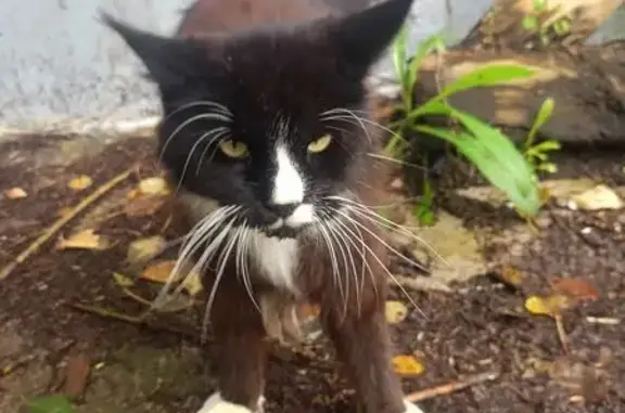 Найдена кошка, Красноярск, фото: Кошка найдена у Металлургов 51А, Красноярск