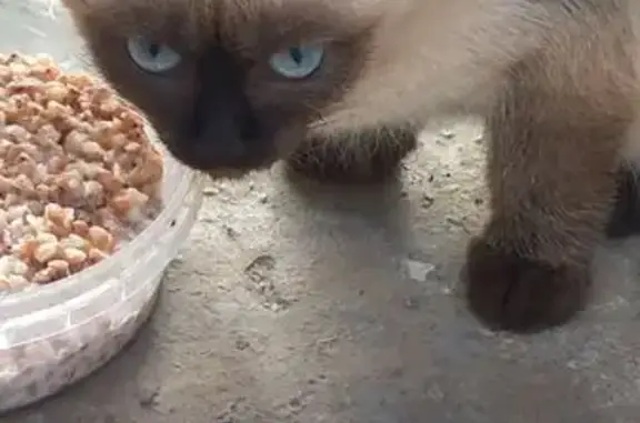 Котёнок найден: Набережная ул., Супонево