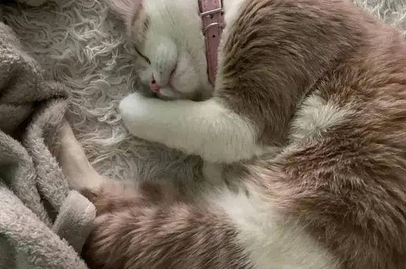 Пропала кошка Винни, Новороссийск, Прямая 56