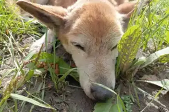 Найдена собака, ул. Шахтёров, 8, Красноярск