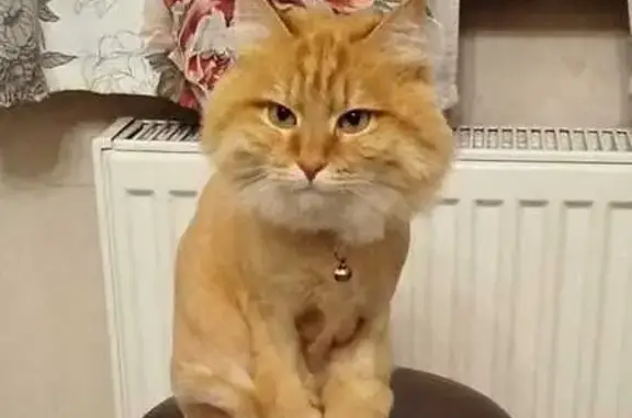 Пропала кошка на Коммунистической, Калининград