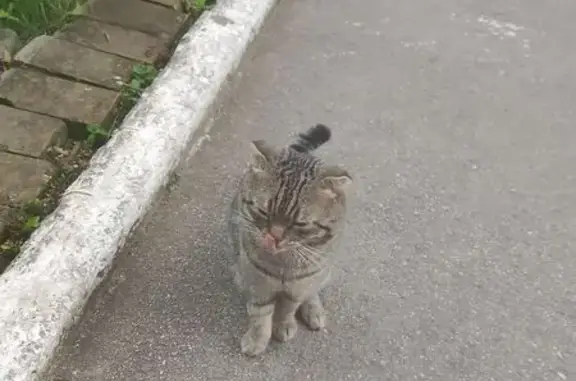 Найдена кошка, Тольятти, фото: Кошка найдена, ул. Баныкина, Тольятти